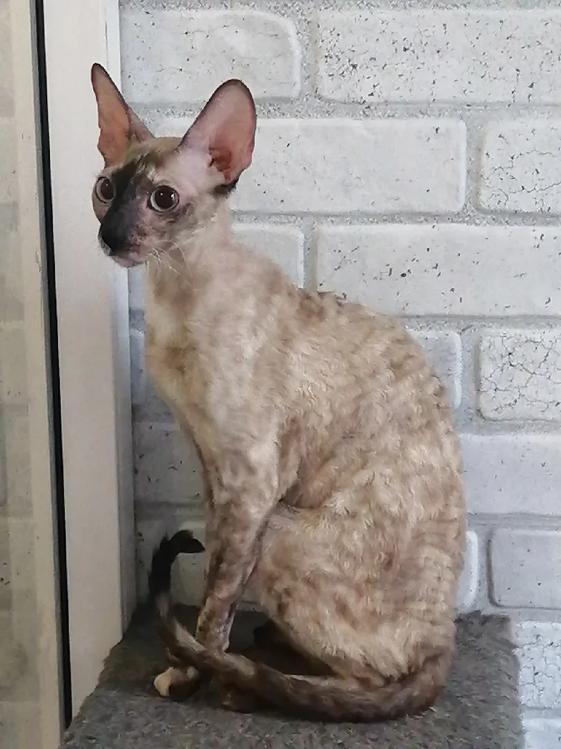 Aria County Rex