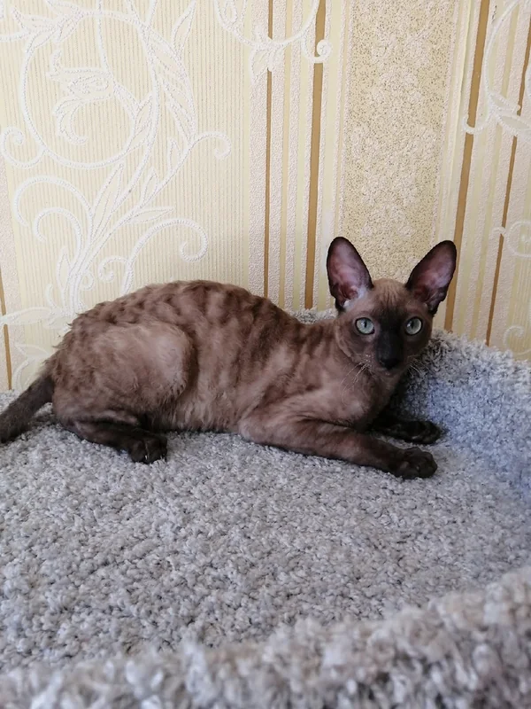 Christian · Выпускник County Rex