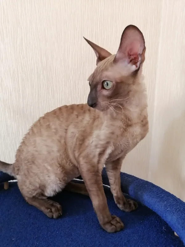 Daniel County Rex · Выпускник County Rex
