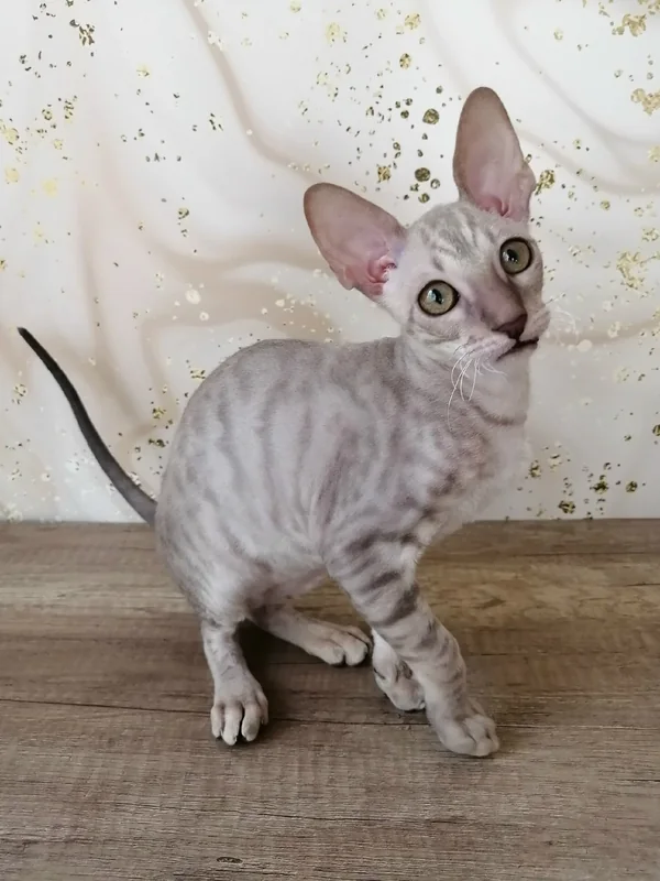 Teodoro County Rex — светлый кудрявый котёнок